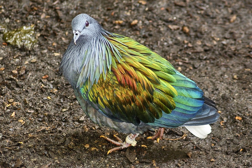 Image result for nicobar pigeon pictures