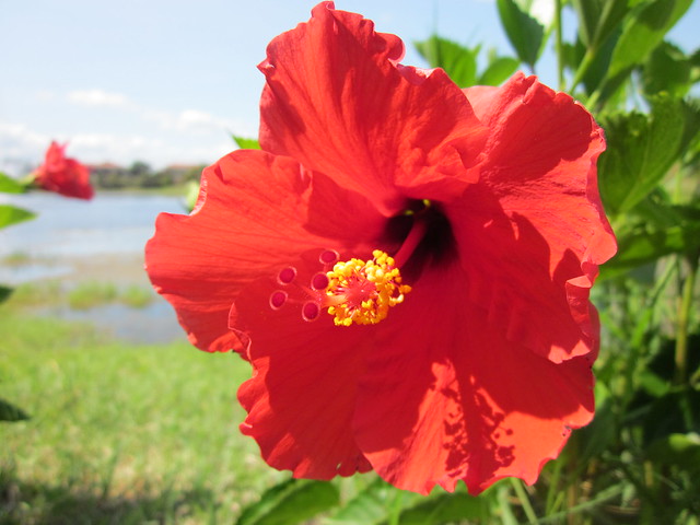 Encantada Resort, Kissimmee Florida : Flowers found around Encantada 