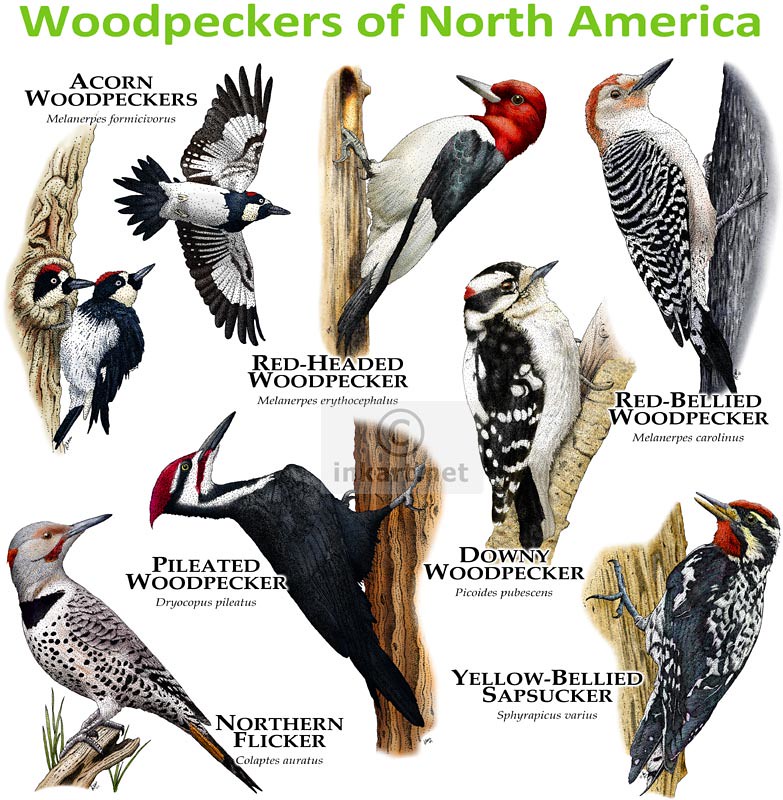 Woodpeckers of North America | Fine art illustration of vari… | Flickr