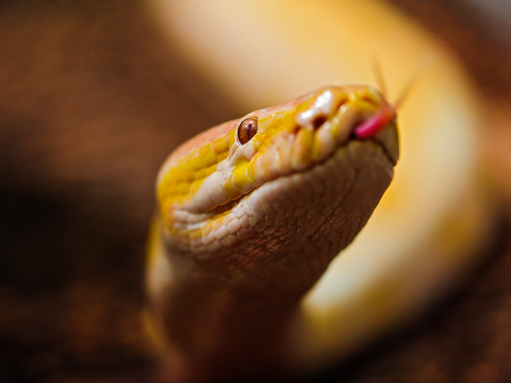 albino burmese python with tongue out