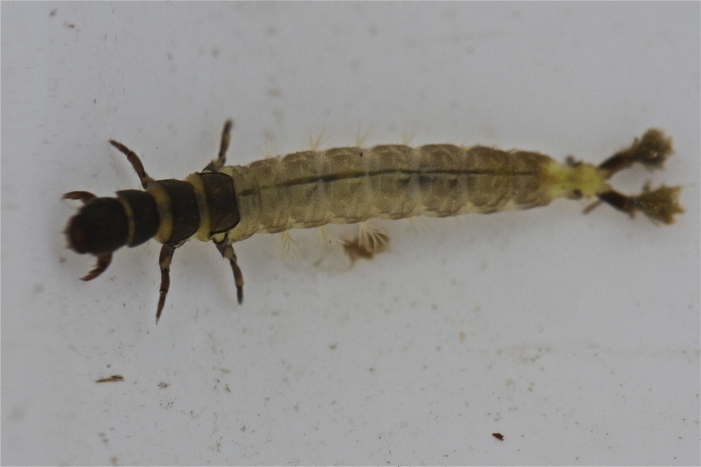 Caseless caddisfly | This is a caddisfly larvae of a ...