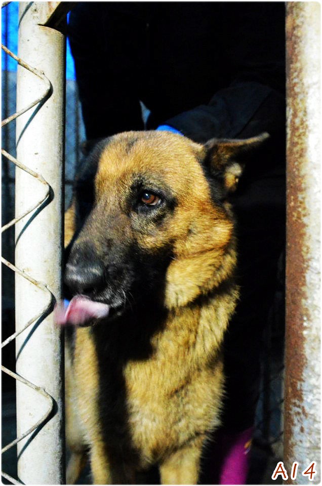 『員林收容所』0223AB貓區，混拉拉、梗、狼犬、混柴犬、米克斯成幼犬、不定時員林公園有認養會、20120226 | Flickr