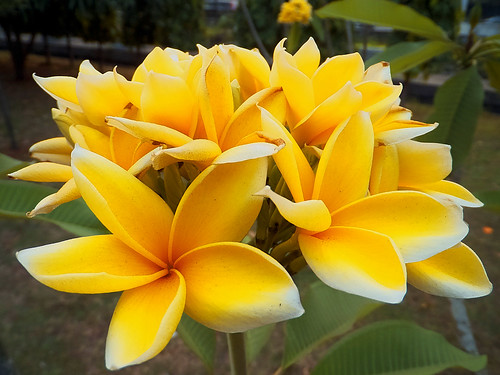  Bunga  Kamboja Cendana  Flickr Photo Sharing 