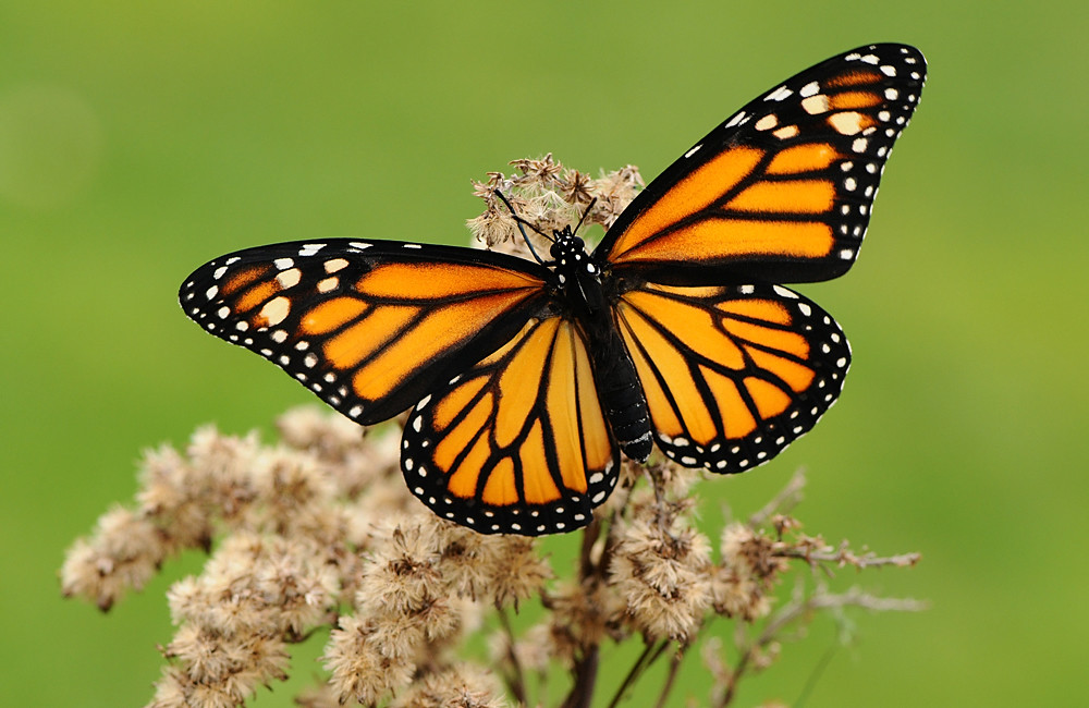 Monarch Butterfly - Danaus plexippus - female | Pete Withers | Flickr