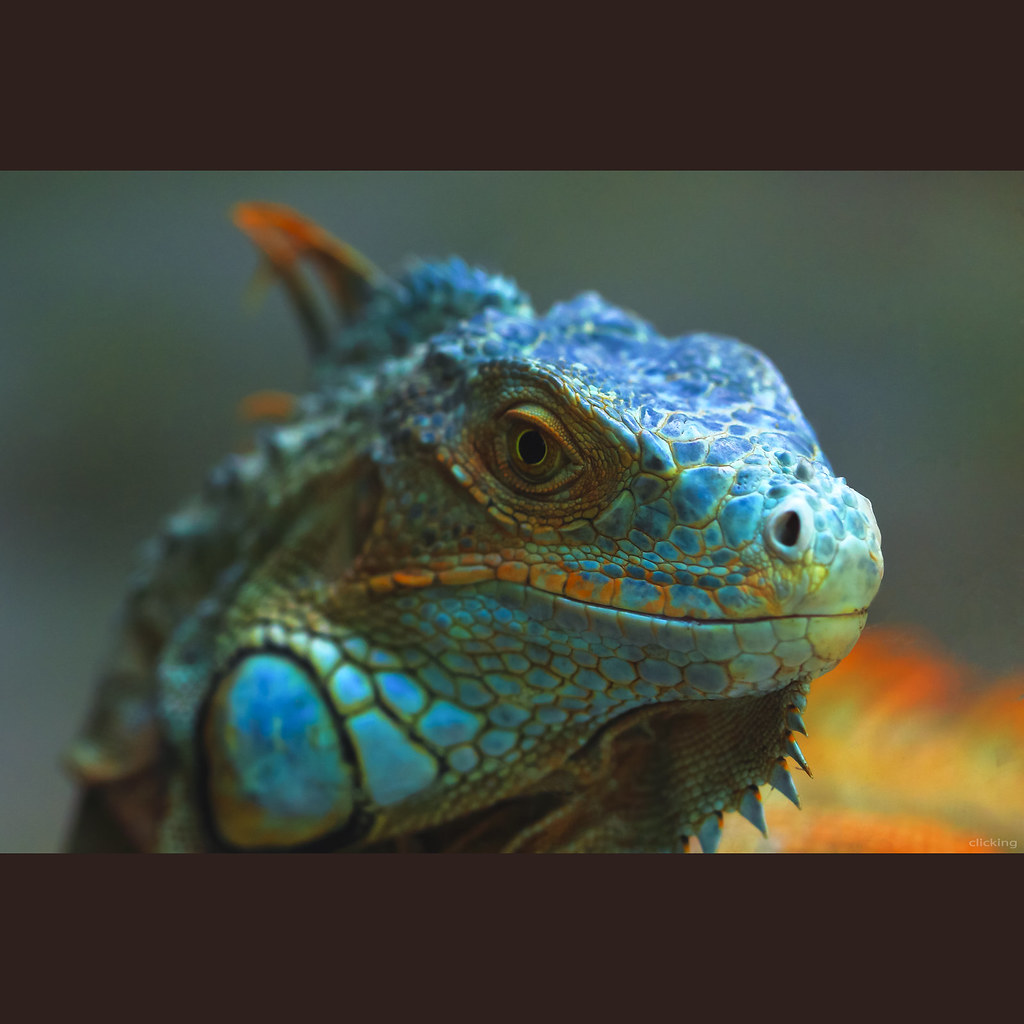 iguana blue diamond