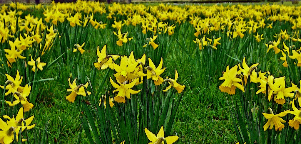 Regents Park Daffodils | Spring is springing in London right… | Flickr