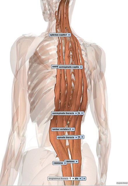 paraspinal muscles | Flickr - Photo Sharing!