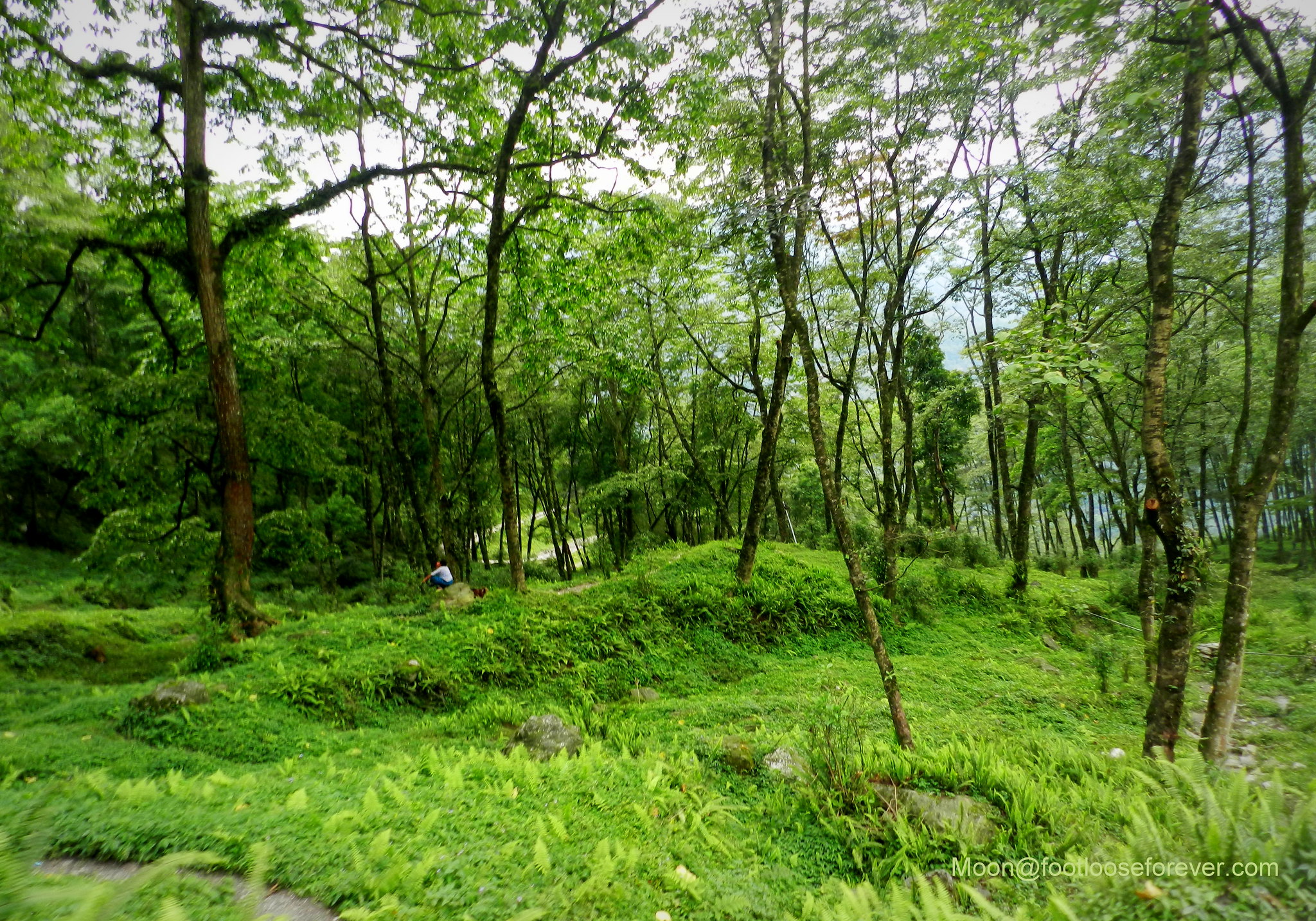 greenery, woods, hills, lachung, sikkim