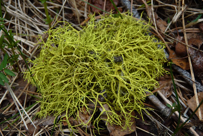 Fruticose lichen:
Body of these lichen is highly branched shurb like.
e.g. Rocella, Cladonia and usnea.