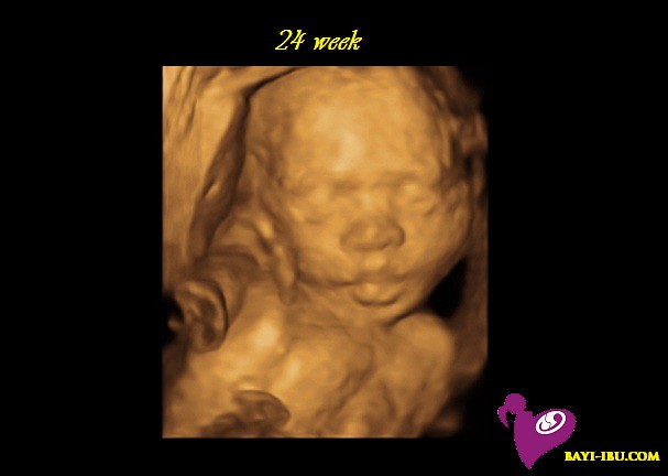 Minggu ke 24 bayi dalam kandungan | www.bayi-ibu.com : Scan ...