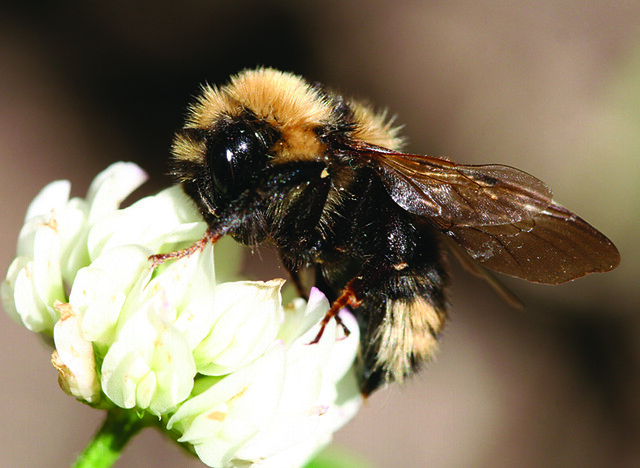 A bee pollinating on a flower