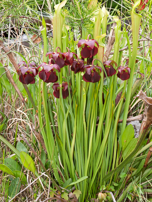 Mountain Sweet Pitcher Plant in flower in mid-April