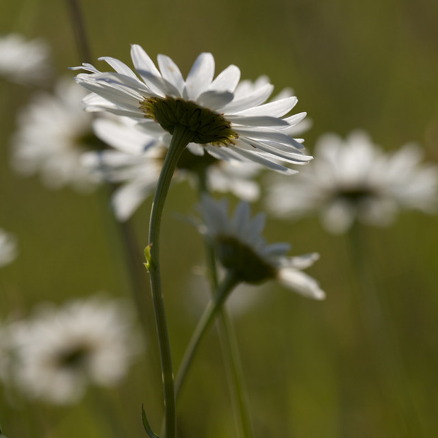 Who doesn't love a daisy | Flickr - Photo Sharing!