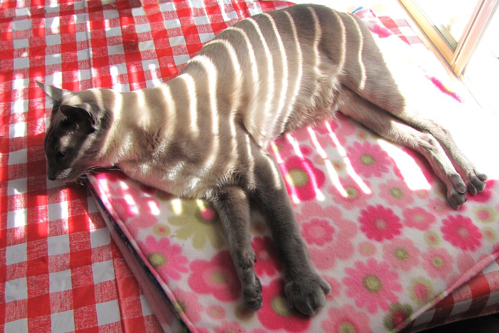 ZEBRA CAT Milo resting his swollen, sore paw after being s… Flickr