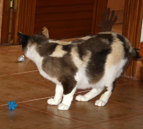 Ummi, gata Siamesa tricolor muy dulce y juguetona tímida nacida en 2013, en adopción. Valencia. ADOPTADA. 26790139294_45266d6227