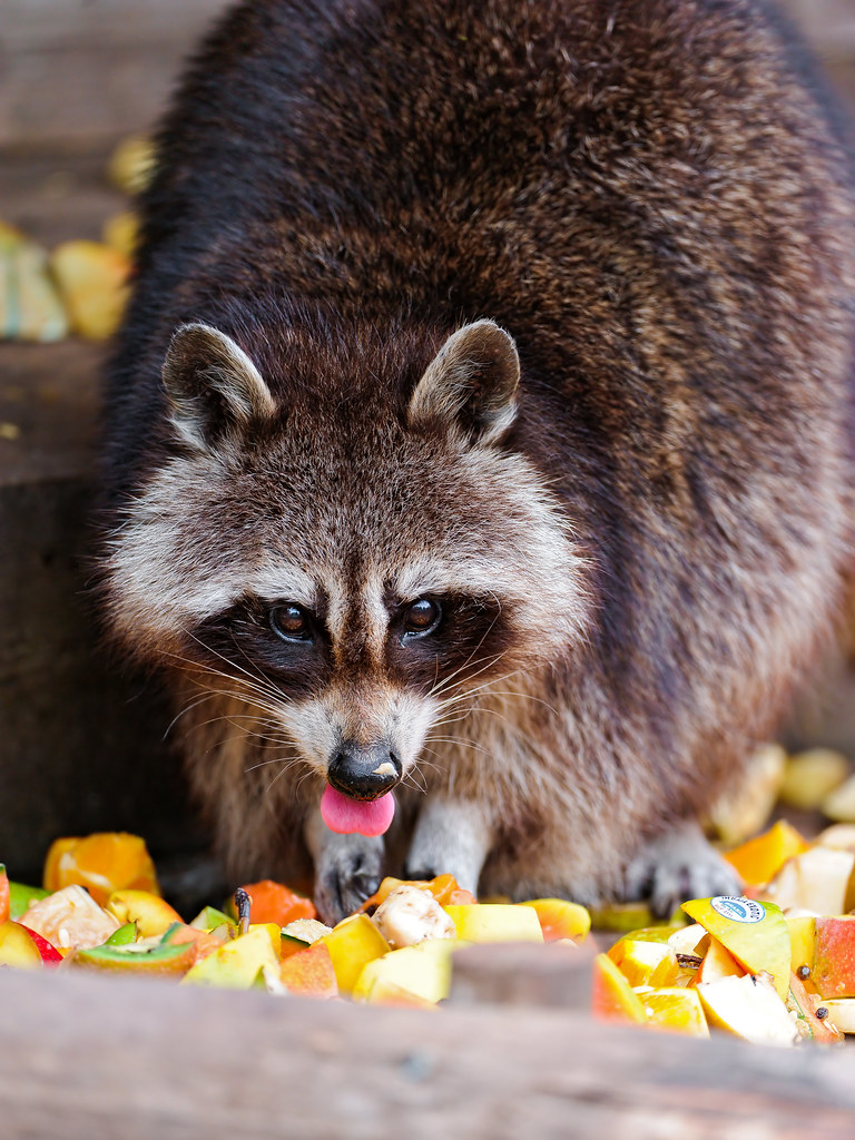 Cute Raccoon Eating