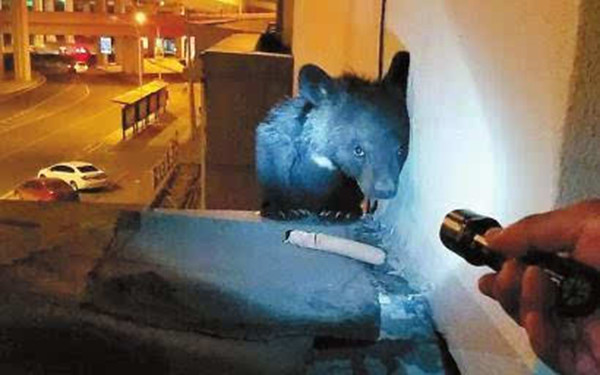 Black bear cub in less than 6 months into the downtown district of Changchun, multi-sectoral spending 4 hours to capture
