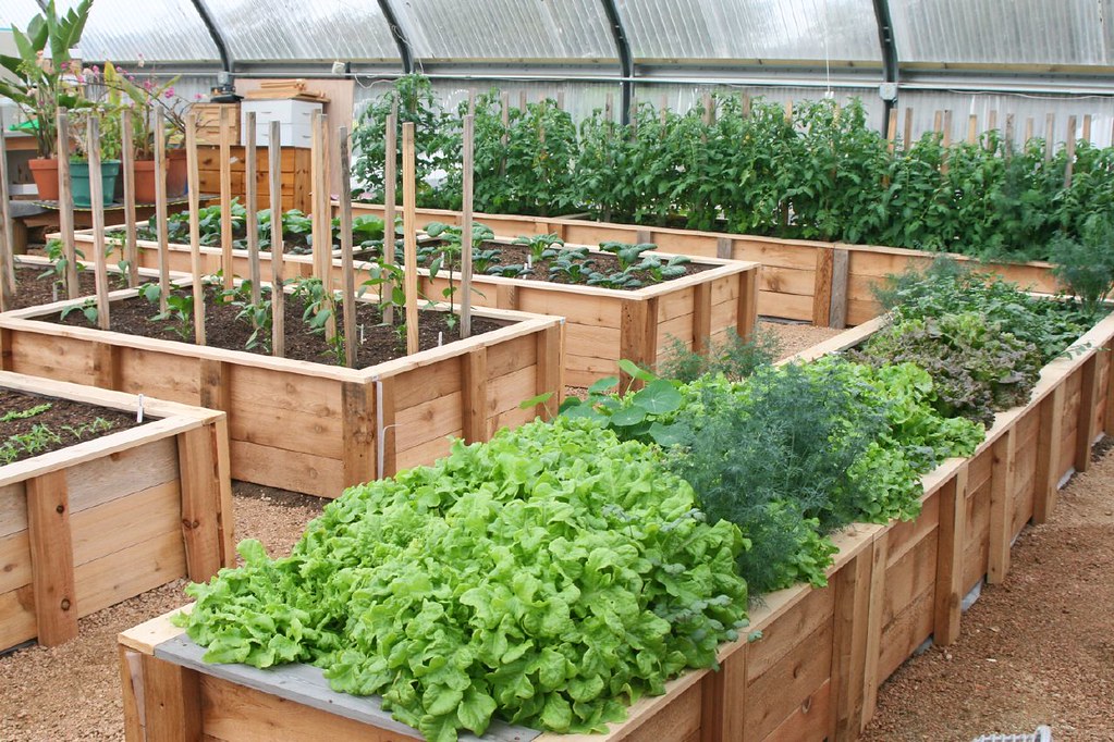 Greenhouse Raised Beds | Carol | Flickr