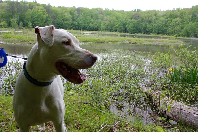 Mr Rigby loves to hike at Virginia State Parks - this is from Beaver Lake Trail at Pocahontas State Park 
