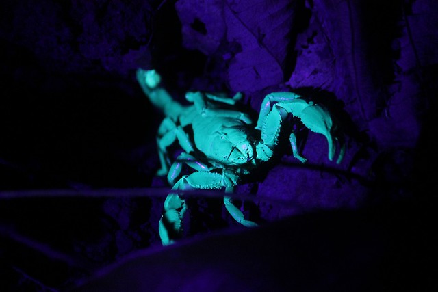 Forest Scorpion at Jungle Night Walk
