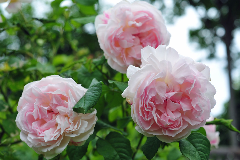 All sizes | English Roses | Flickr - Photo Sharing!