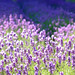 Lavender garden in Sapporo Hokkaido | Flickr - Photo Sharing!