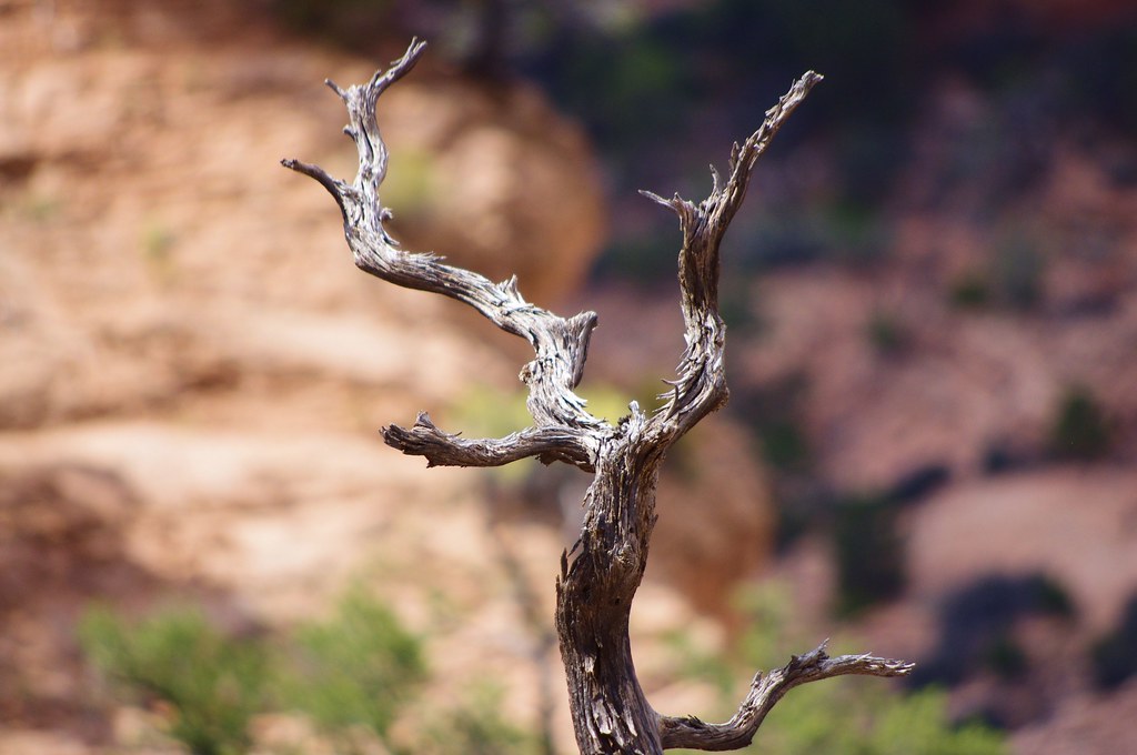 Photo Favorite: Likely a dead Utah juniper or similar tree. Navajo National Monument, Arizona, October 1, 2011