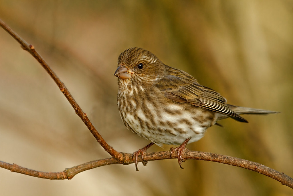 FEMALE PURPLE FINCH | Purple Finches can be seen across sout… | Flickr