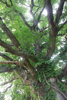 Up a tree
