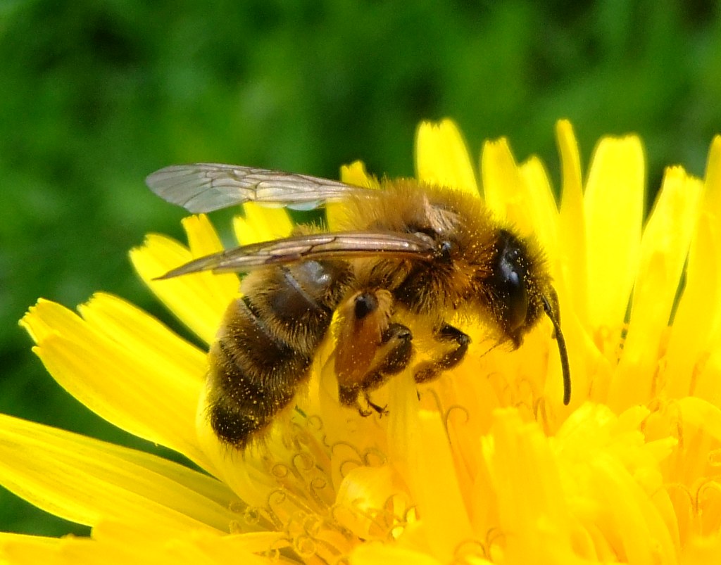 honey bees in living room