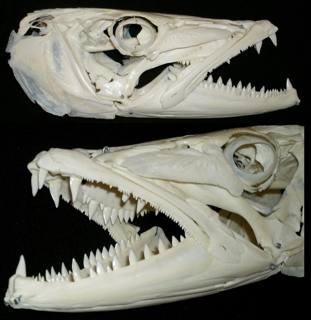 Crâne de Grand Barracuda / Great Barracuda Skull (Sphyraen… | Flickr