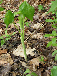 Jack-in-the Pulpit