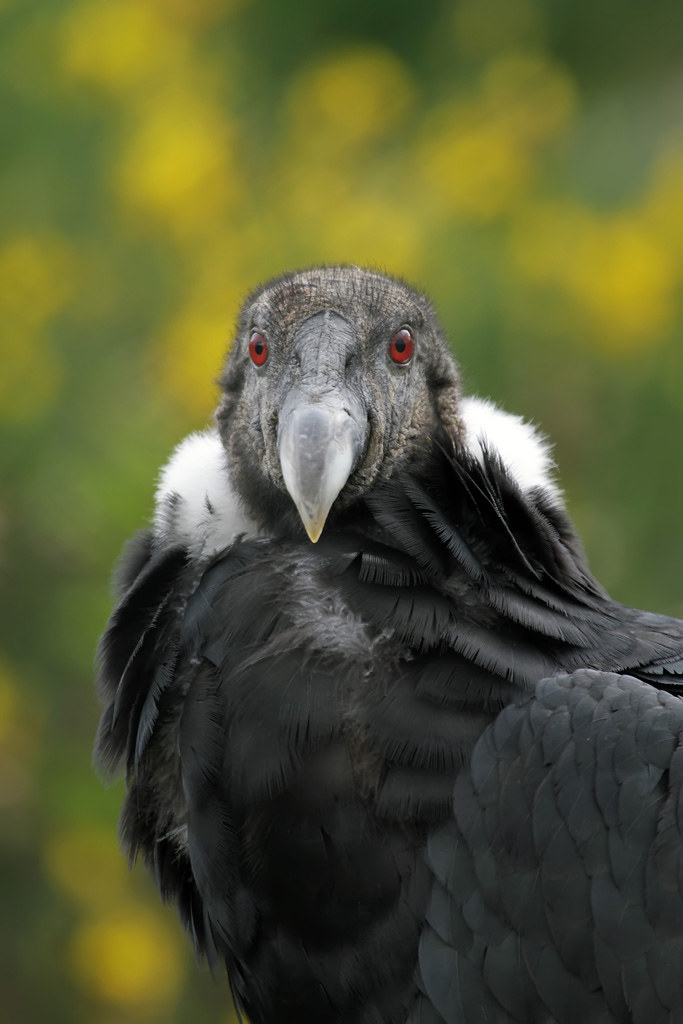 Female Andean Condor (Vultur gryphus) | Female Andean Condor… | Flickr