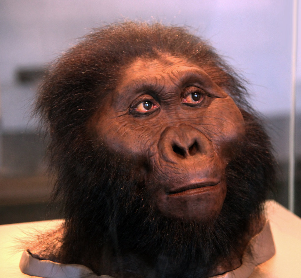 Paranthropus boisei adult male - head model - Smithsonian … | Flickr
