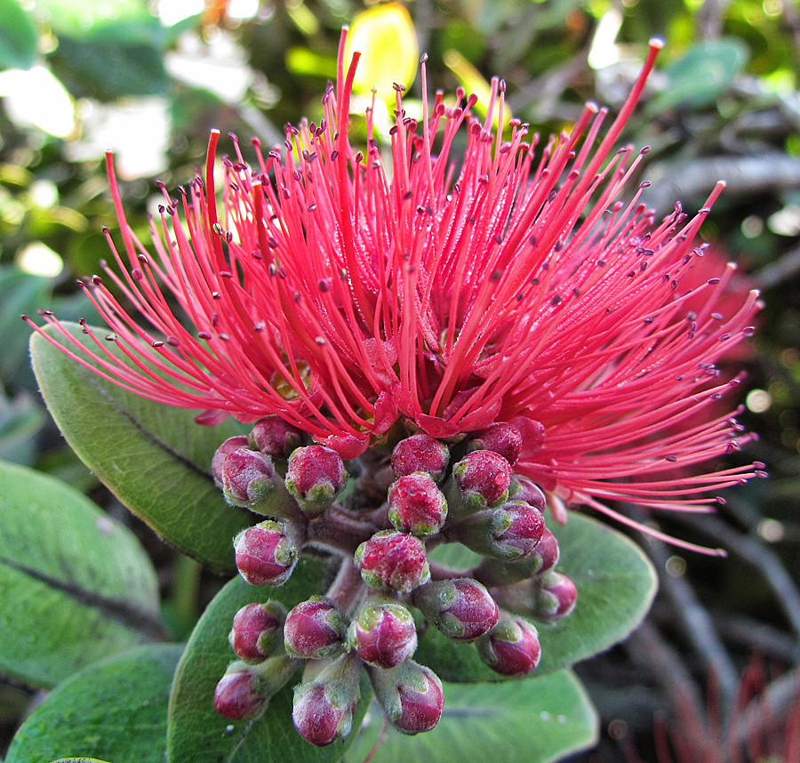 Pohutukawa Flower | The pohutukawa tree (Metrosideros excels… | Flickr