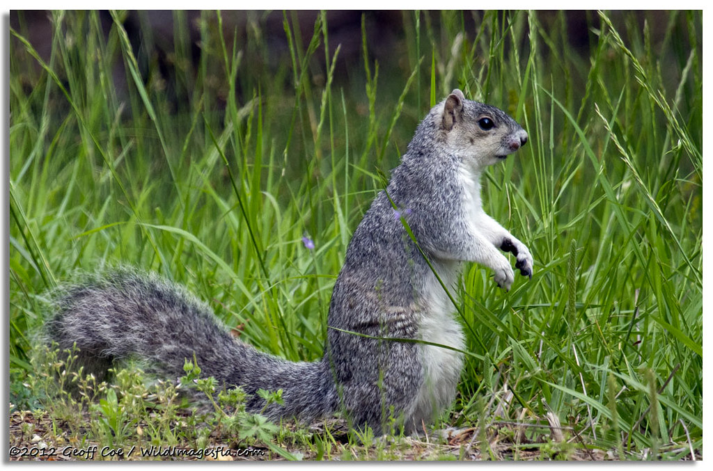 Delmarva Fox Squirrel | This is an endangered species, one ...