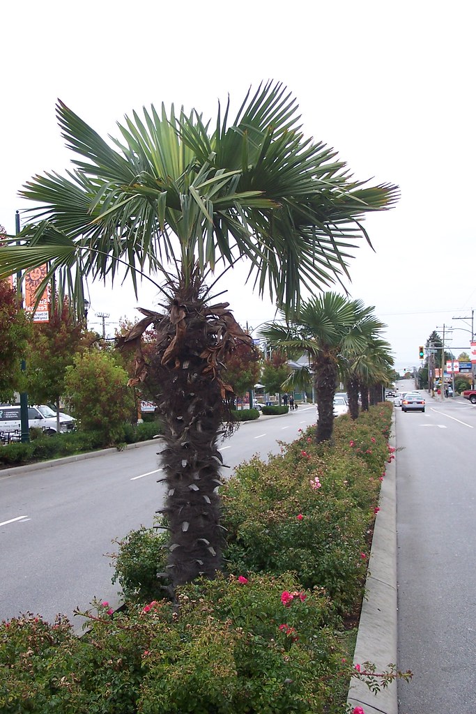 Palm Trees in Canada | Tsawwassen, British Columbia | J. Stephen Conn ...