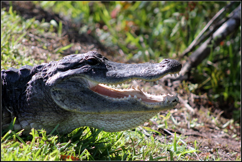 Florida Alligator A Large Adult American Alligators Weigh Flickr