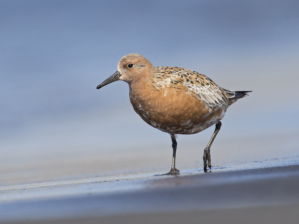 Red Knot     Iceland