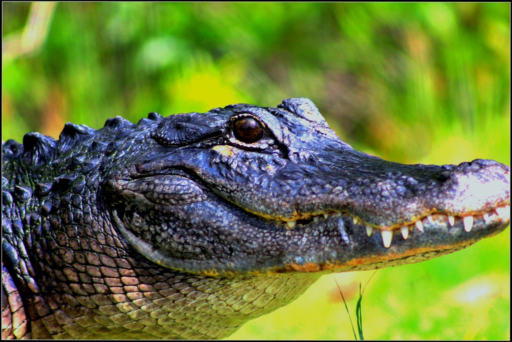 Florida alligator A large adult American alligator's weigh… Flickr