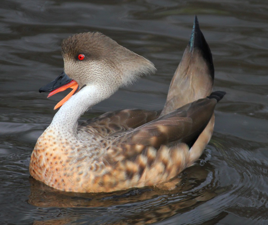 Ducklings & Goslings on Pinterest | Mandarin Duck, Ducks ...
