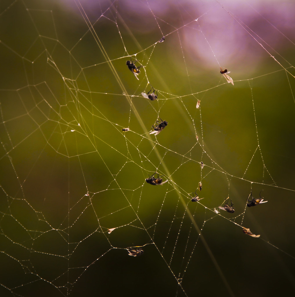 Insects Caught In Spider Web I Took This Shot Of A Spider … Flickr