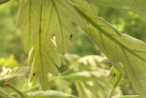 three tiny wasps on oak leaves