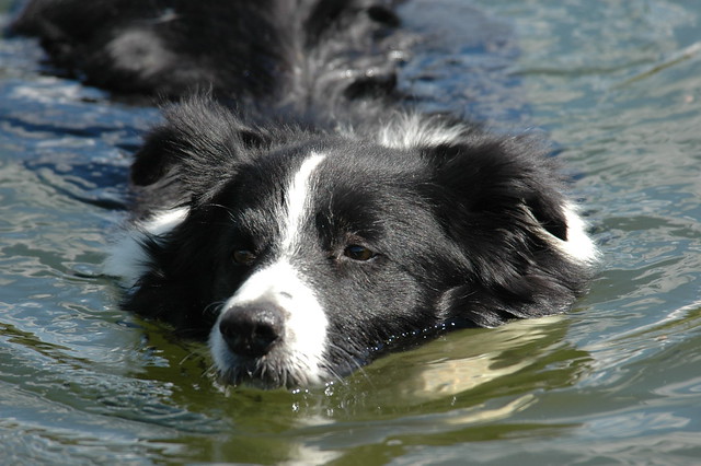 dog-facts-border-collie