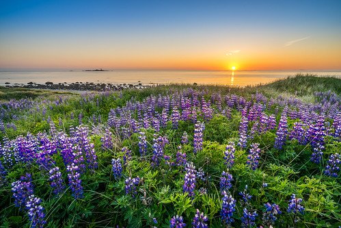 Lupins in sunset