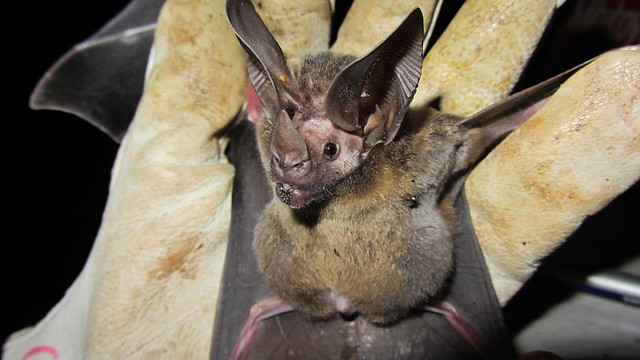 Pregnant Bat 65