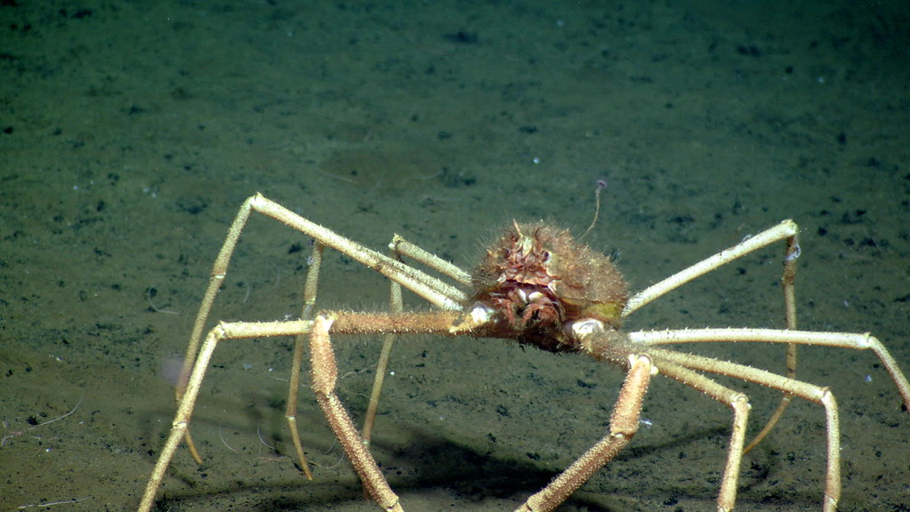 Spider crab | Deep-sea spider crab observed at a depth of 22… | Flickr