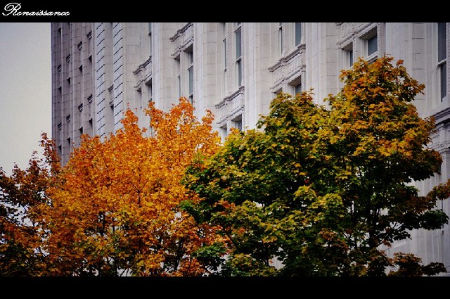 這個城市的秋天 Fall of the city