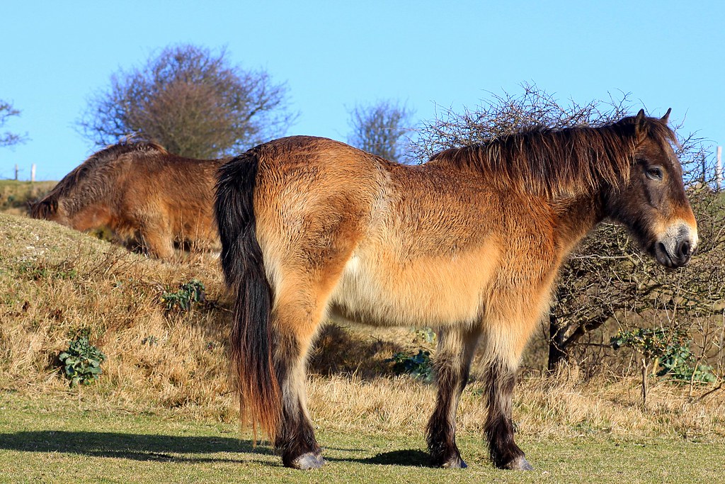 A Shaggy  Horse Story A herd of these horses are kept on 