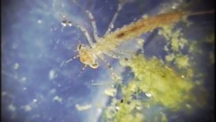 larva di libellula